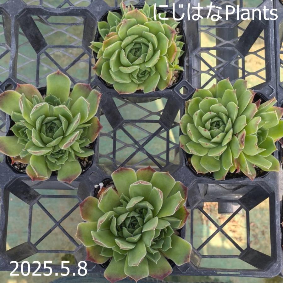 ジョビバルバ ヒューフェリー 'ウォーターリリー' : にじはなPlants