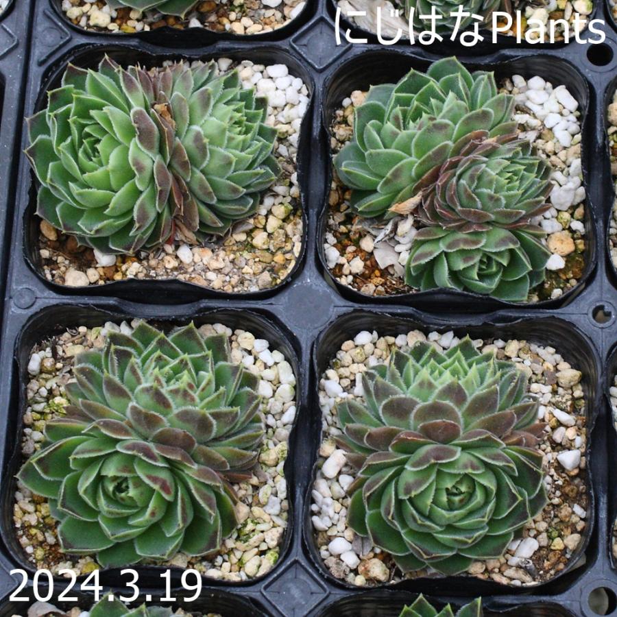 ジョビバルバ ヒューフェリー 'ウィンサム' : にじはなPlants - 通販