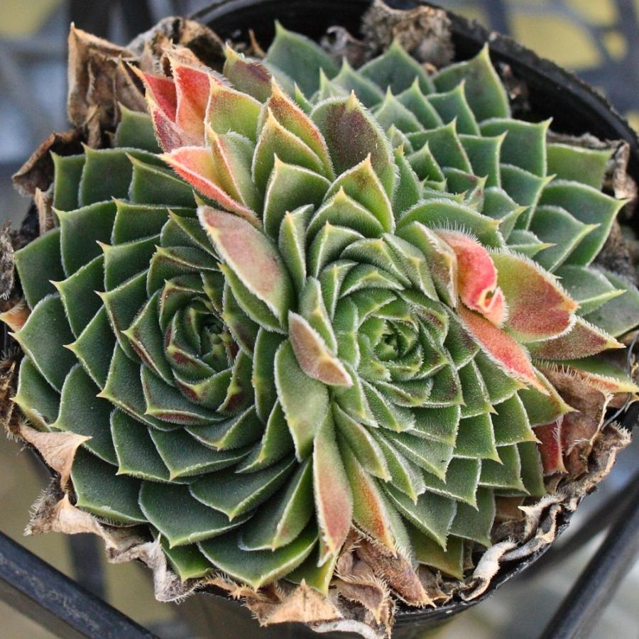 ジョビバルバ ヒューフェリー 'ウィンサム' : にじはなPlants - 通販