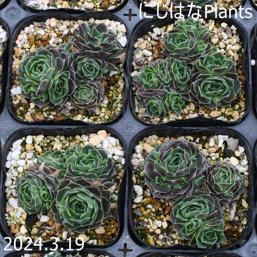ジョビバルバ ヒューフェリー 'ドラド' : にじはなPlants - 通販