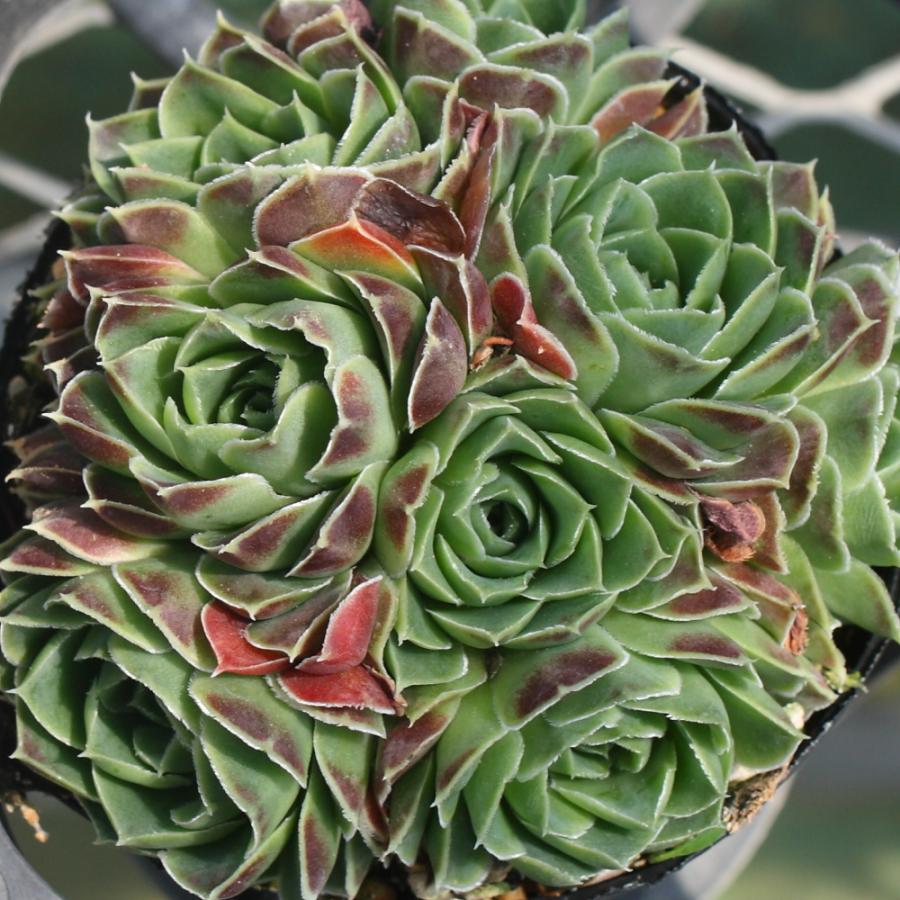 ジョビバルバ ヒューフェリー 'ドラド' : にじはなPlants - 通販