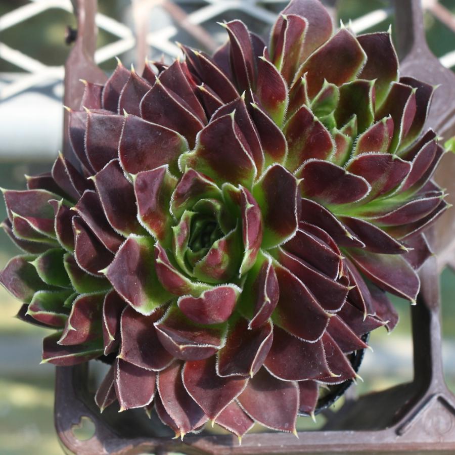 ジョビバルバ ヒューフェリー 'ブラッドストーン' : にじはなPlants