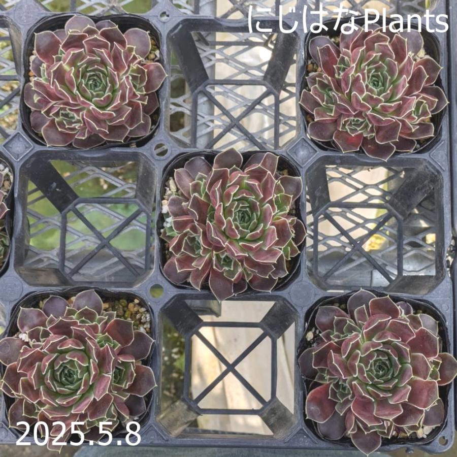 ジョビバルバ ヒューフェリー 'レッド チャーム' : にじはなPlants