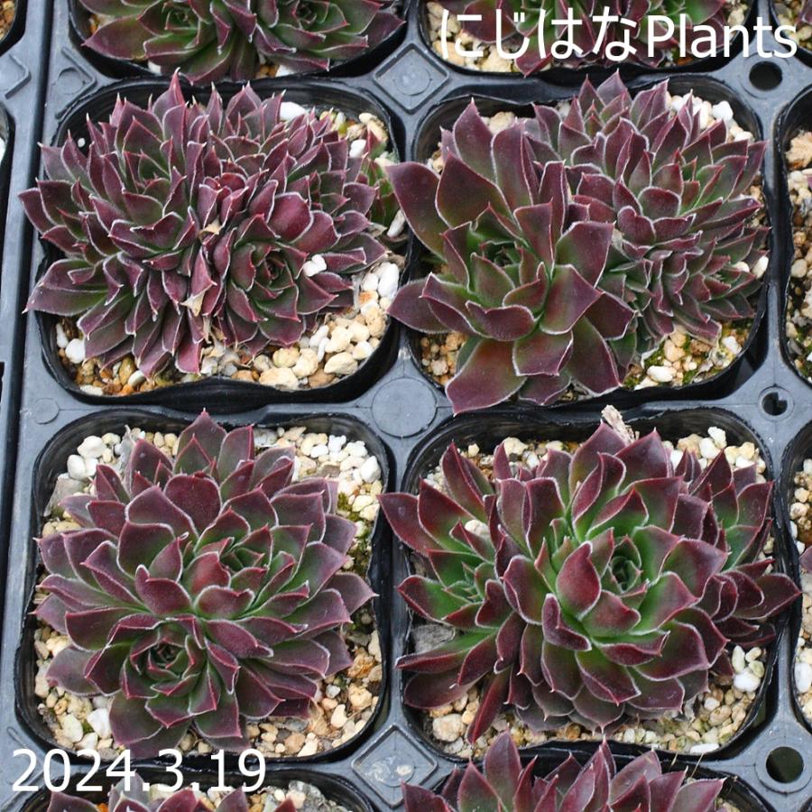 ジョビバルバ ヒューフェリー 'ミドリ' : にじはなPlants - 通販