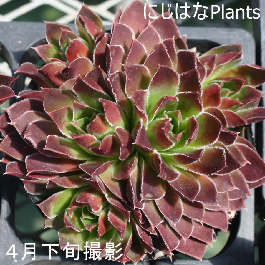 ジョビバルバ ヒューフェリー 'ミドリ'｜nijihanaplants｜02