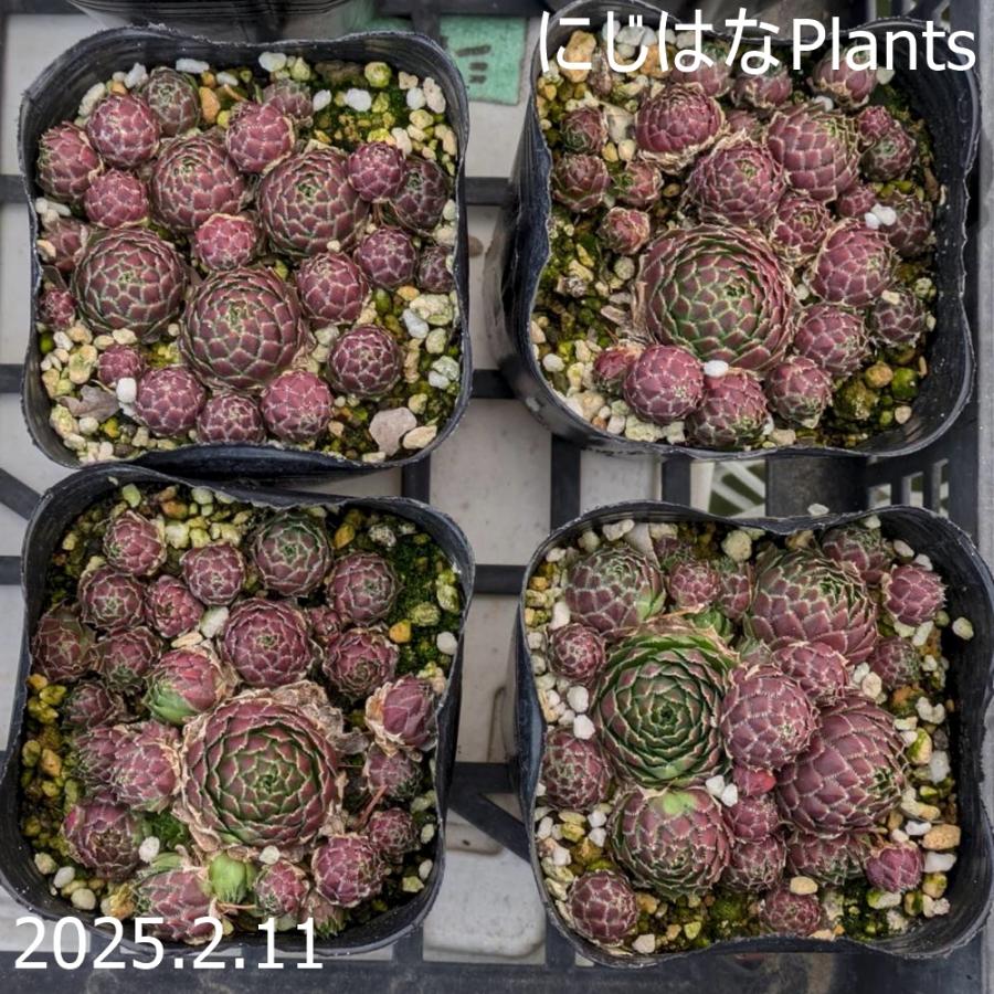 ジョビバルバ ソボリフェラ ハルマンスシュラーク産 : にじはなPlants