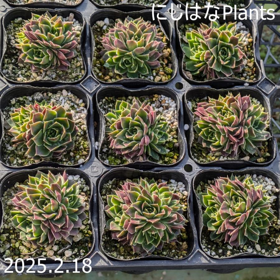 ジョビバルバ ヒューフェリー 'タン' : にじはなPlants - 通販 - Yahoo