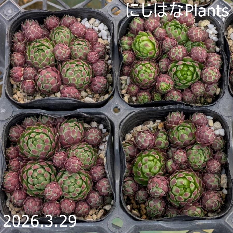 ジョビバルバ ソボリフェラ ヴェルカ産 : にじはなPlants - 通販