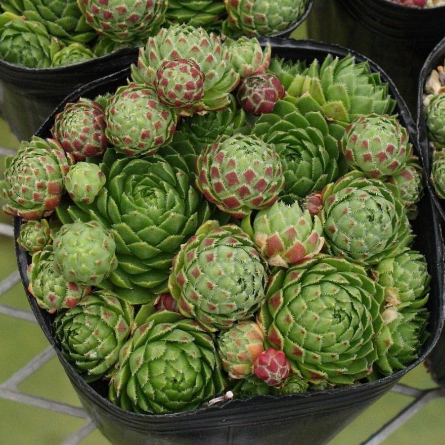 ジョビバルバ ソボリフェラ ヴェルカ産 : にじはなPlants - 通販