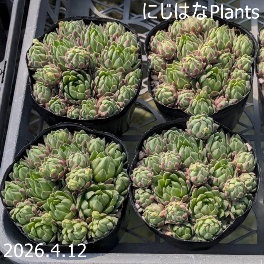 ジョビバルバ ソボリフェラ 'ペール' : にじはなPlants - 通販 - Yahoo