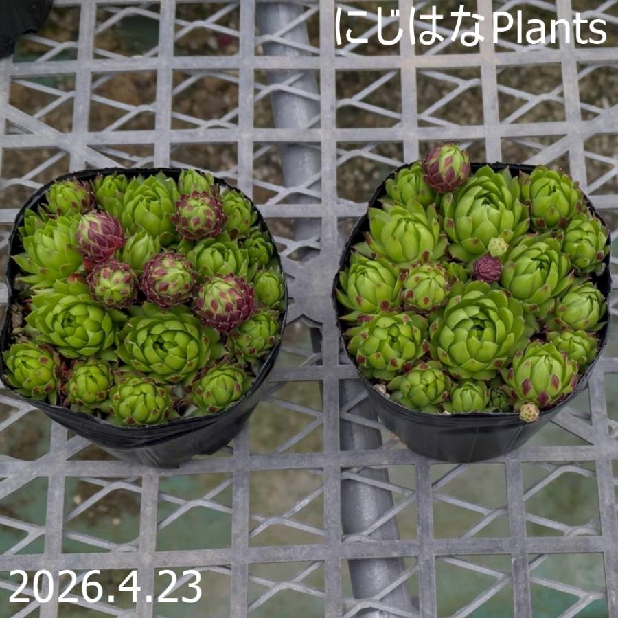 ジョビバルバ アレナリア ザルツブルケルラント産（Yahoo!・にじはなPlants）