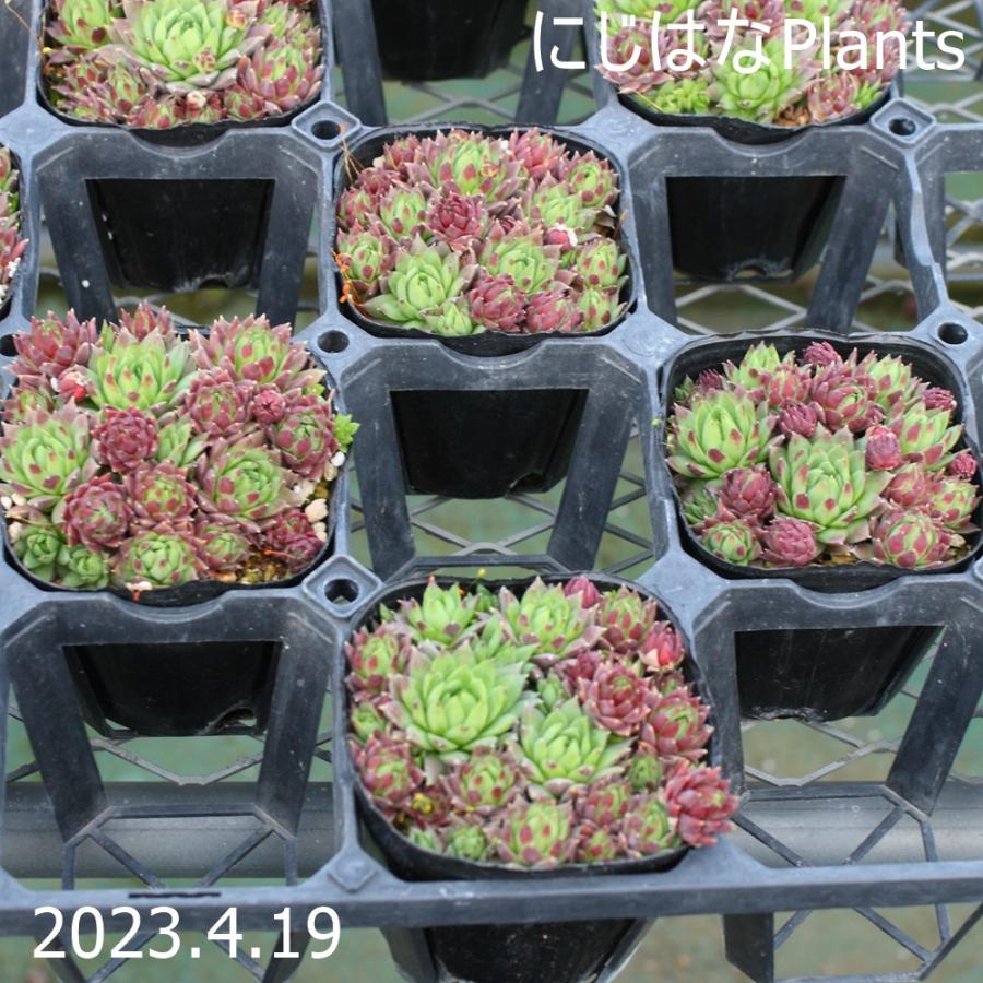 ジョビバルバ ヒルタ シエラネバダ産 : にじはなPlants - 通販 - Yahoo