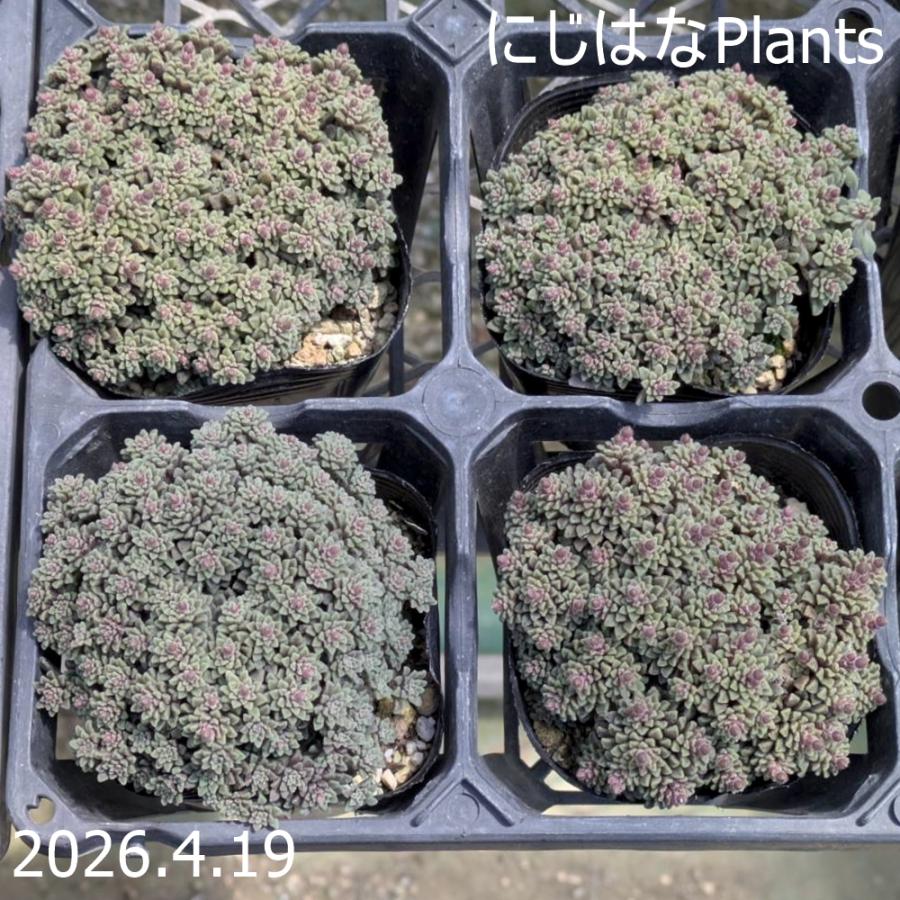 モナンテス アミドロス : にじはなPlants - 通販 - Yahoo!ショッピング