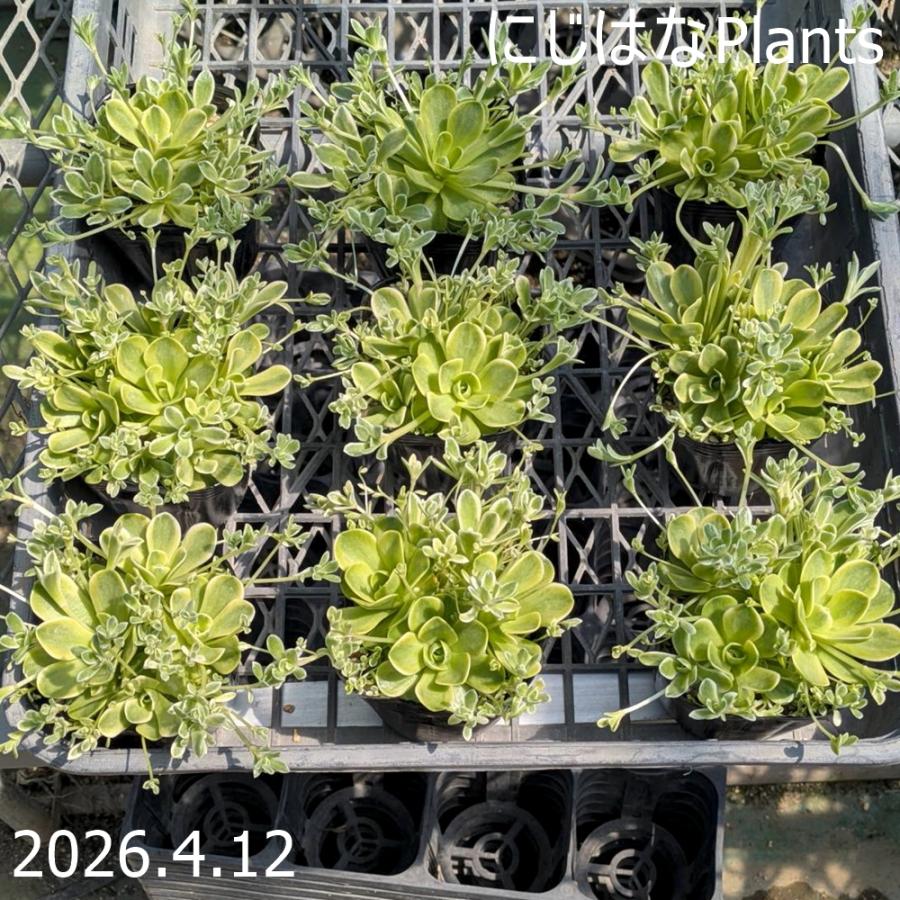 ゲンカイイワレンゲ錦（玄海岩蓮華錦）9cmポット : にじはなPlants