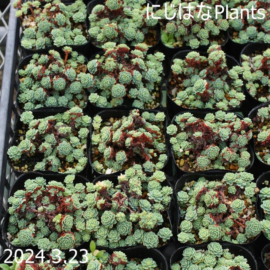 ロディオラ パキクラドス（ローズセダム） : にじはなPlants - 通販