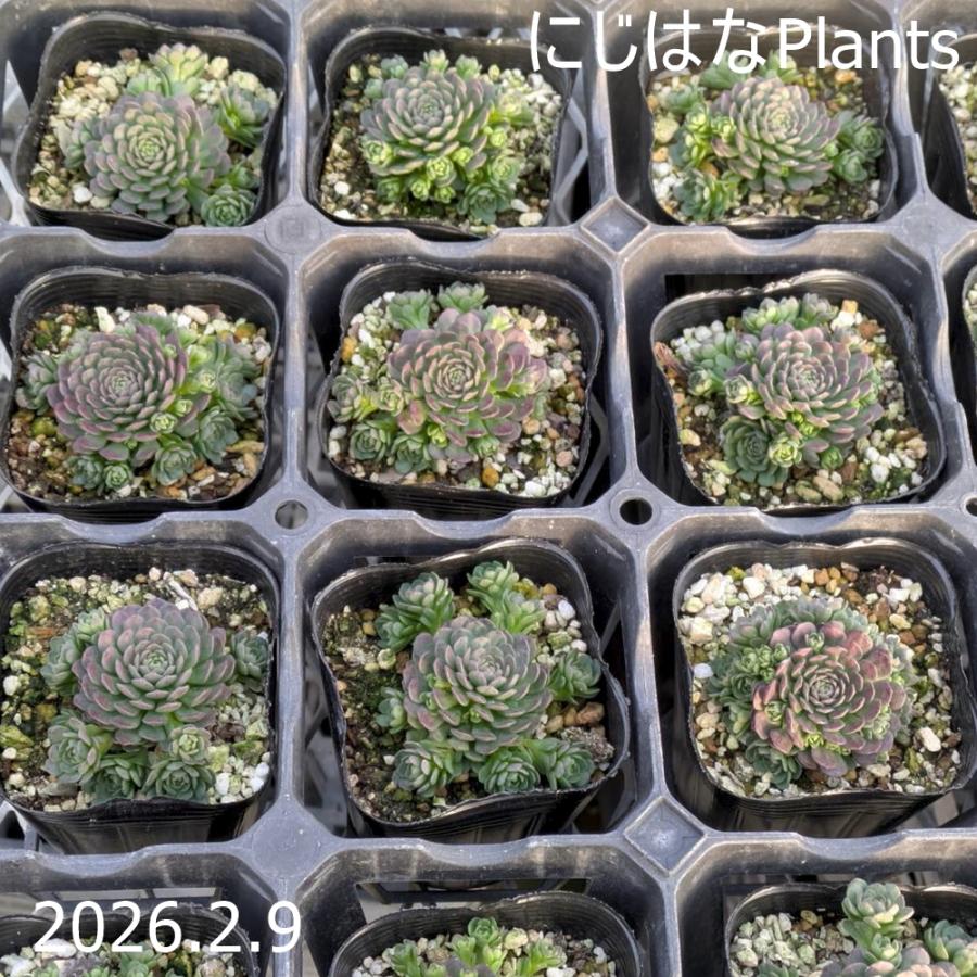 プロメテウム アトミー（Yahoo!・にじはなPlants）