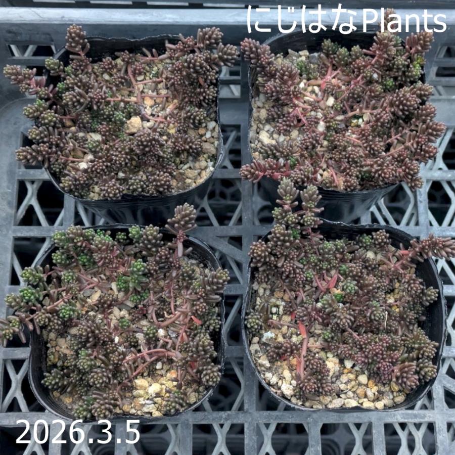 セダム アルブム 'コーラルカーペット' : にじはなPlants - 通販