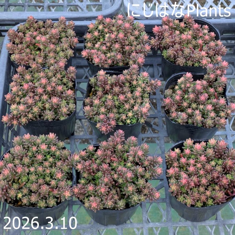 セダム アルブム 'ベッラ デ インヴェルノ' : にじはなPlants - 通販