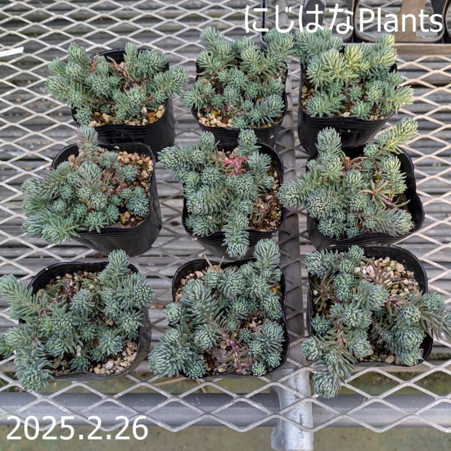 ペトロセダム シルバーストーン : にじはなPlants - 通販 - Yahoo 