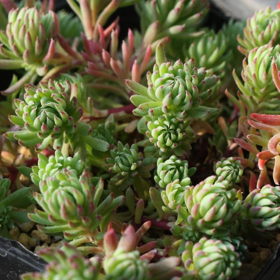 ペトロセダム シルバーストーン : にじはなPlants - 通販 - Yahoo 