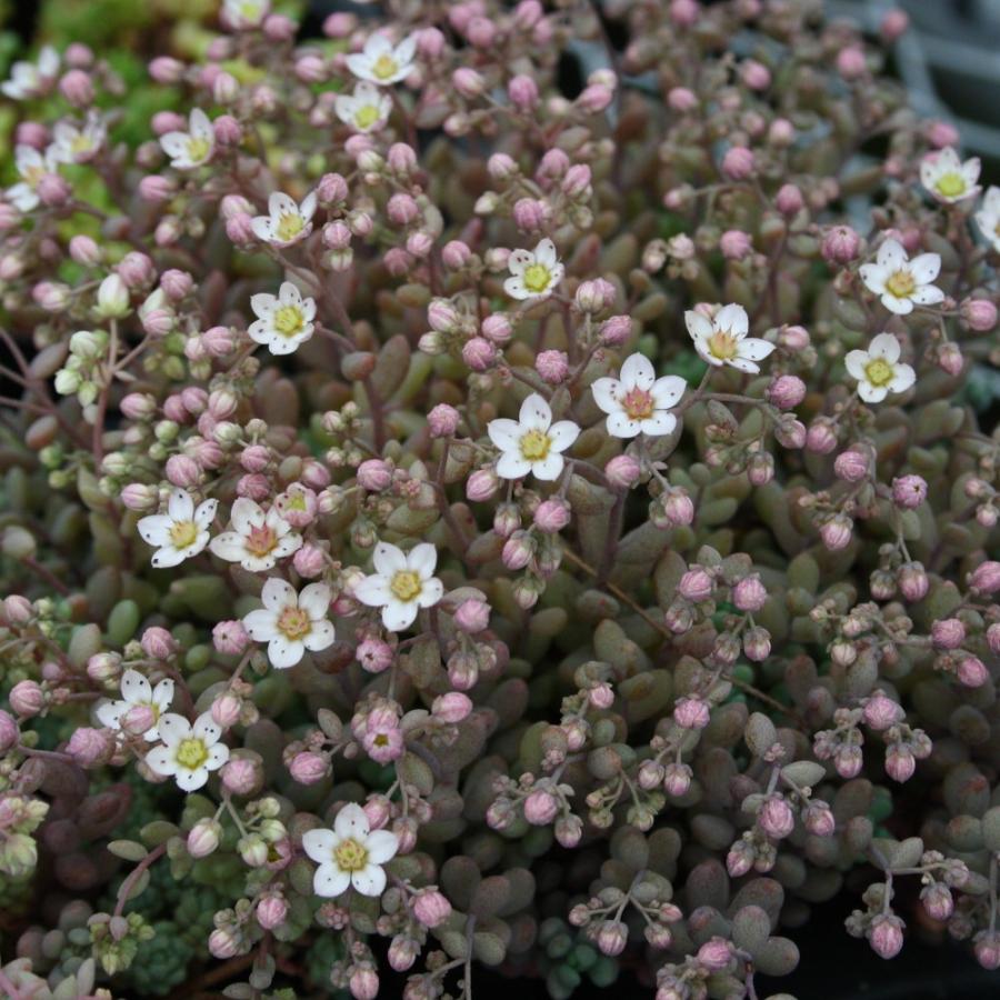 セダム ダシフィルム 'パープルへイズ' : にじはなPlants - 通販