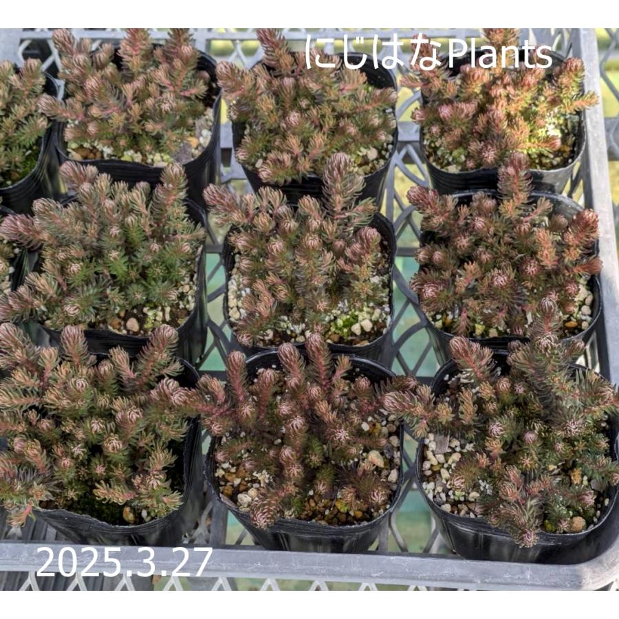 多肉植物②セダムチョコレートボール赤丸印抜き苗