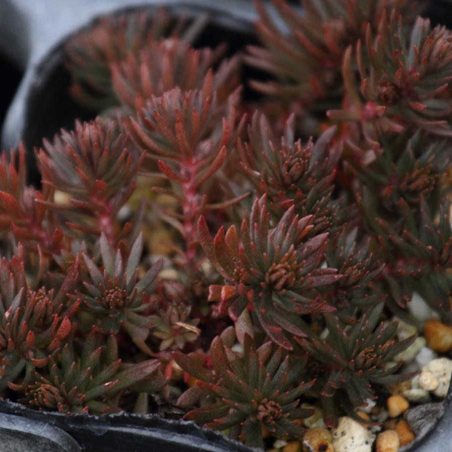 セダム チョコレートボール : にじはなPlants - 通販 - Yahoo!ショッピング
