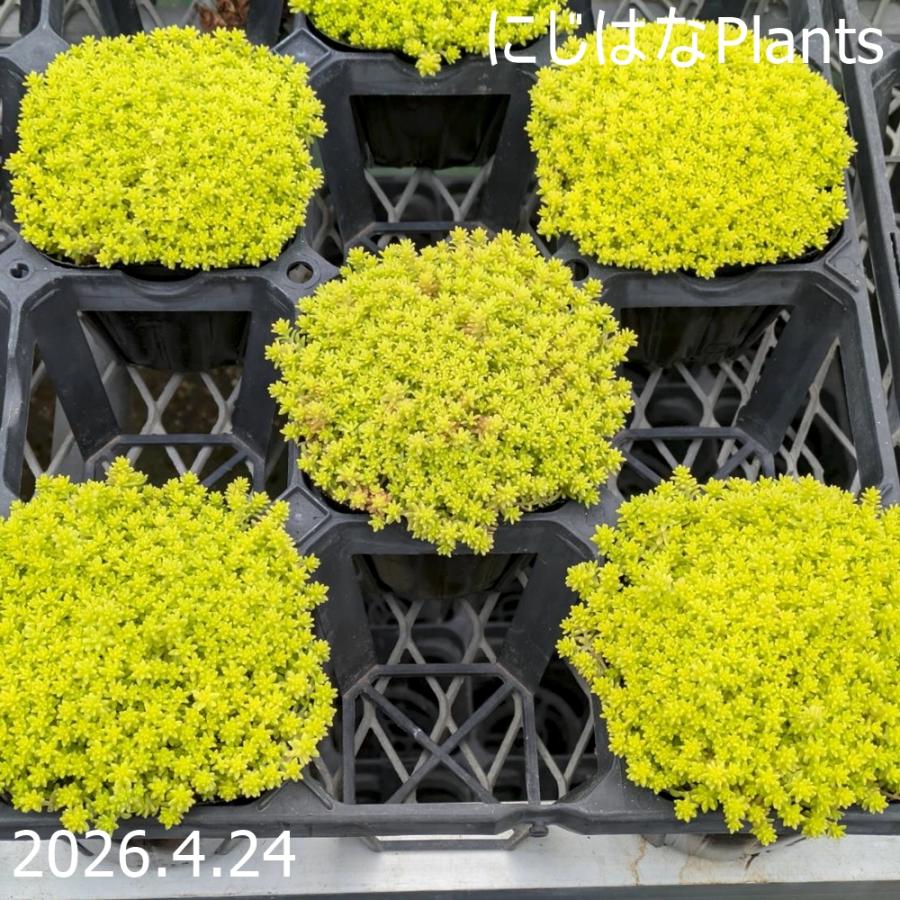 セダム ドリームスター : にじはなPlants - 通販 - Yahoo!ショッピング