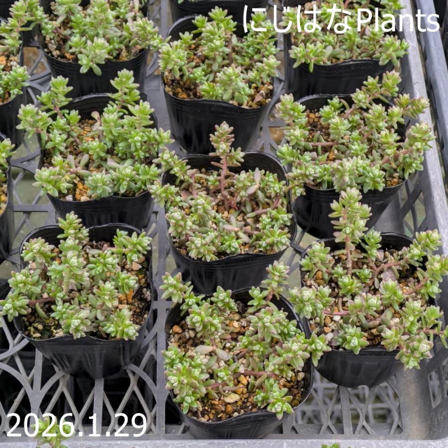 セダム '粉雪' : にじはなPlants - 通販 - Yahoo!ショッピング