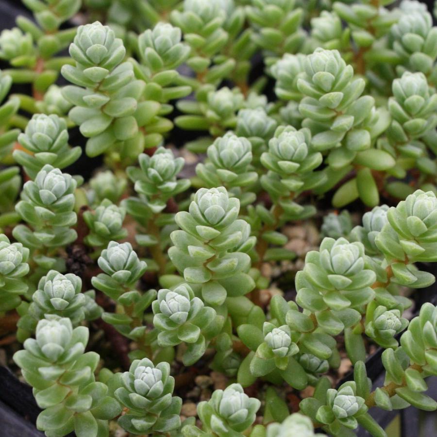 セダム '粉雪' : にじはなPlants - 通販 - Yahoo!ショッピング