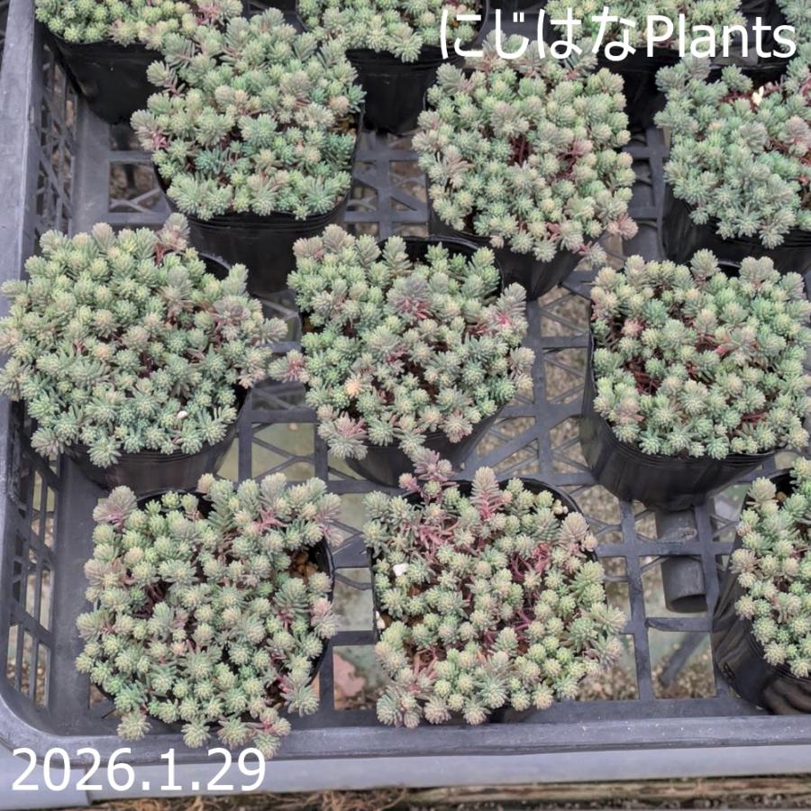 セダム 斑入りパリダム : にじはなPlants - 通販 - Yahoo!ショッピング