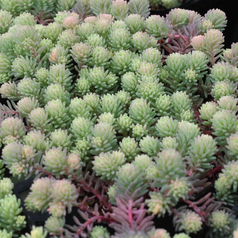 セダム 斑入りパリダム : にじはなPlants - 通販 - Yahoo!ショッピング