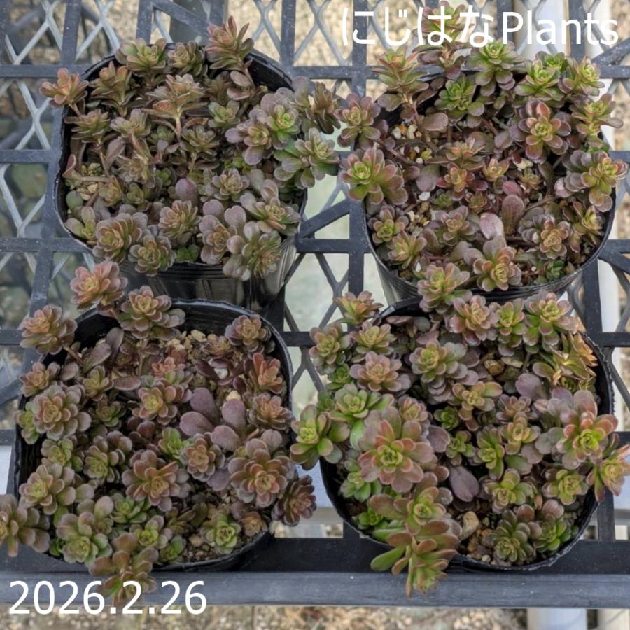 セダム 'サルサヴェルデ' : にじはなPlants - 通販 - Yahoo!ショッピング
