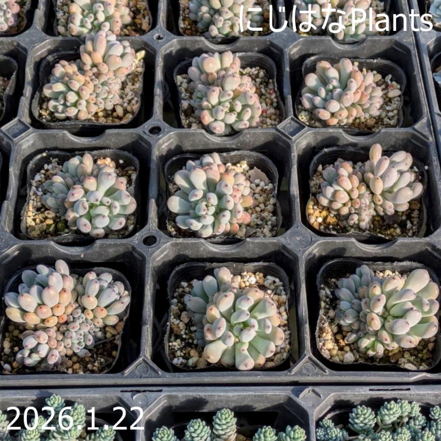 グラプトペタルム 'ブルービーン' : にじはなPlants - 通販 - Yahoo