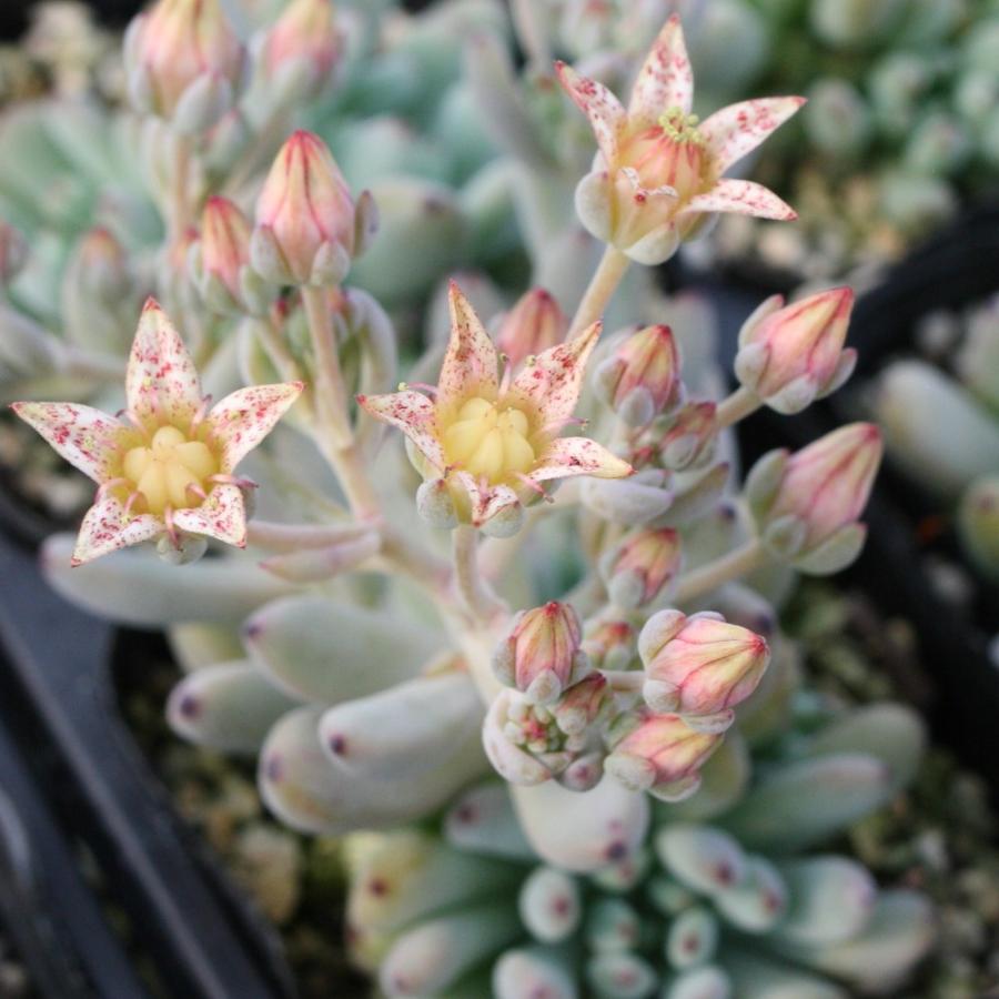グラプトペタルム 'ブルービーン' : にじはなPlants - 通販 - Yahoo