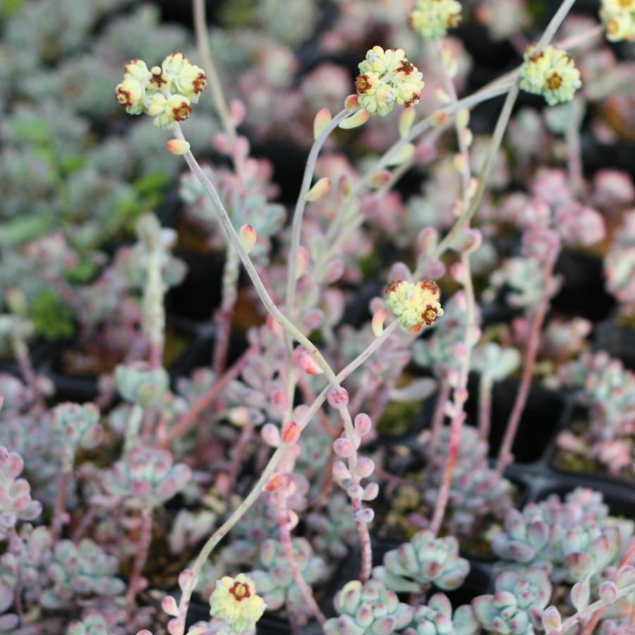 セダム 'コミックトム' : にじはなPlants - 通販 - Yahoo!ショッピング