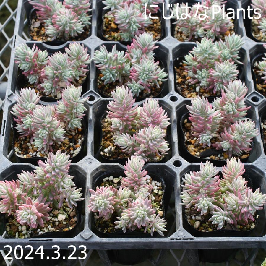 ペトロセダム 'カメレオン錦' : にじはなPlants - 通販 - Yahoo