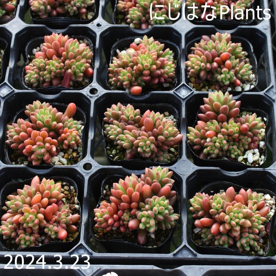 セダム オレンジドリーム : にじはなPlants - 通販 - Yahoo!ショッピング