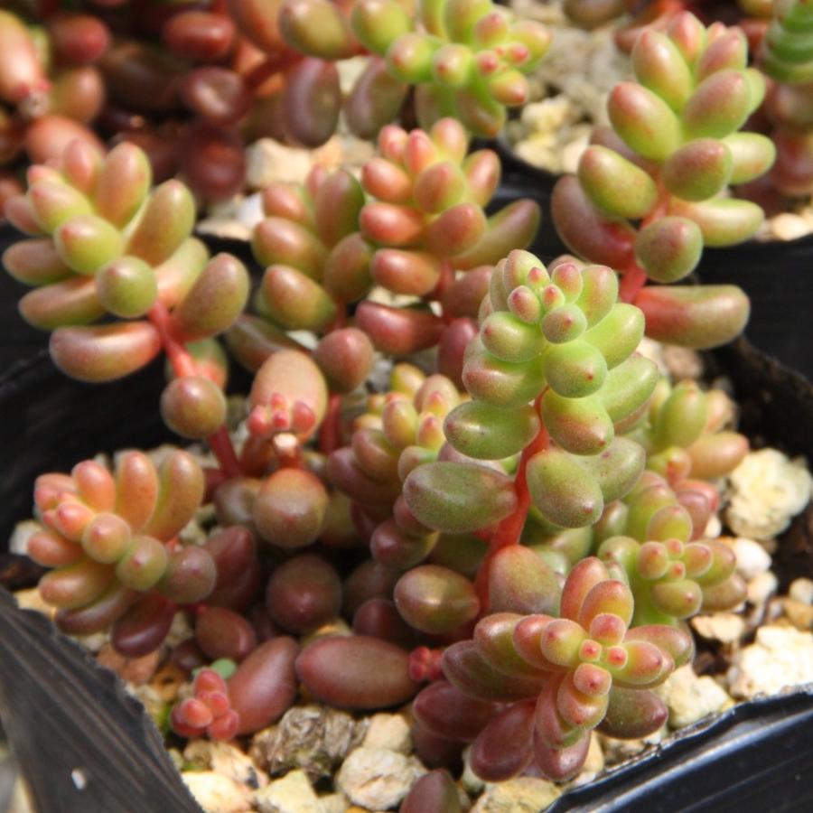 セダム '玉葉' : にじはなPlants - 通販 - Yahoo!ショッピング