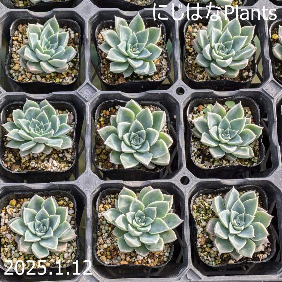 セダム スアベオレンス : にじはなPlants - 通販 - Yahoo!ショッピング