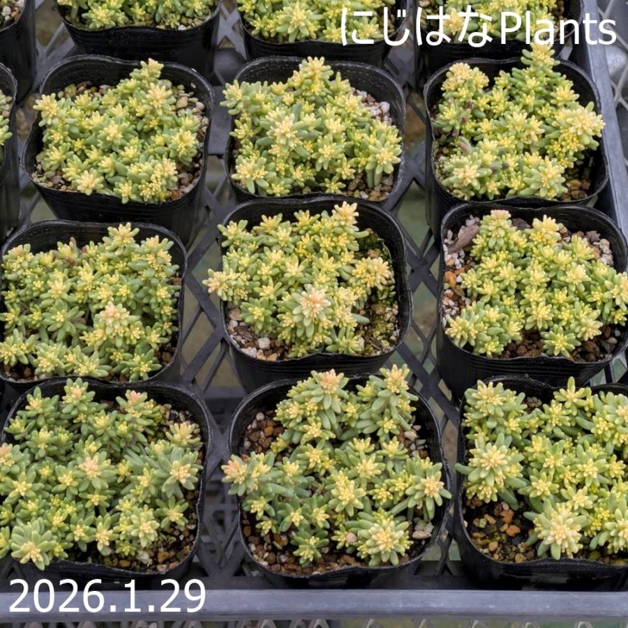 セダム アルブム 'スプレンドレ' 9cmポット : にじはなPlants - 通販
