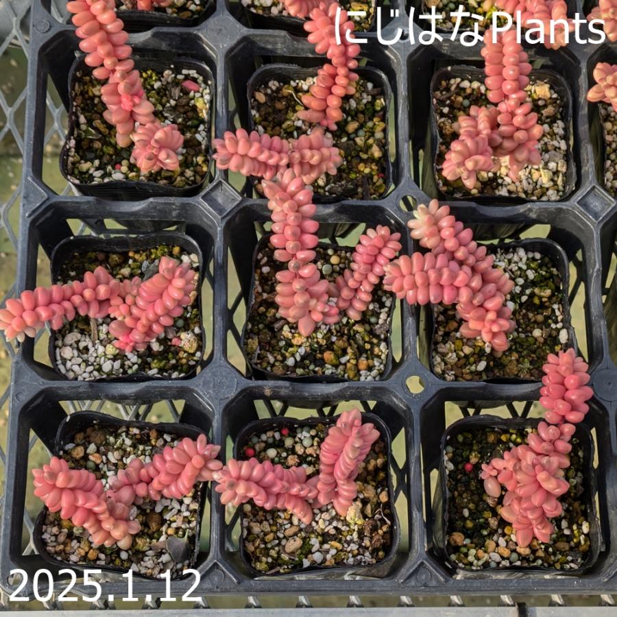 セダム '玉葉錦' : にじはなPlants - 通販 - Yahoo!ショッピング 61