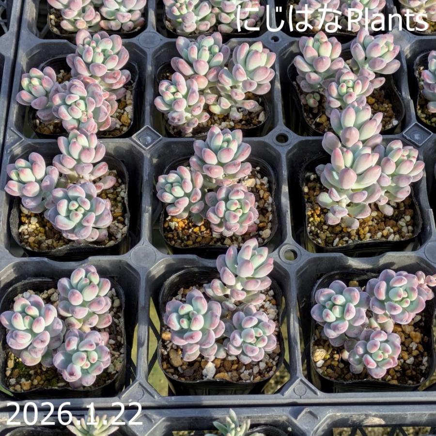 セダム 'コミックトム2' : にじはなPlants - 通販 - Yahoo!ショッピング