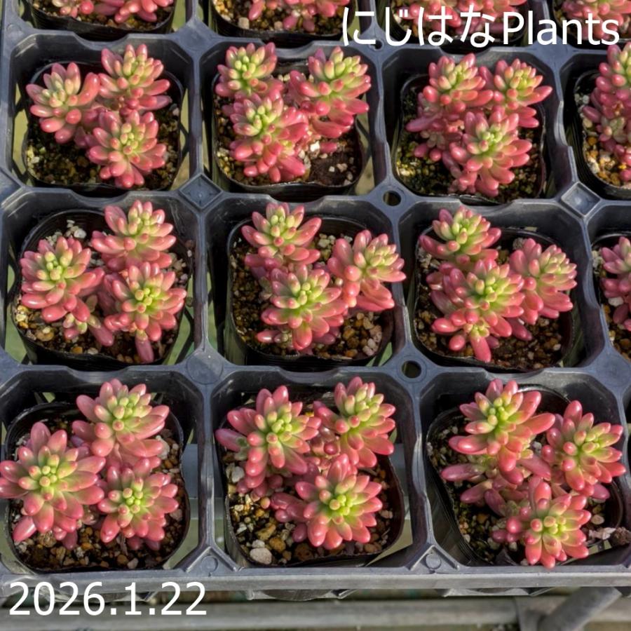 セダム ’オーロラ’（Yahoo!・にじはなPlants）