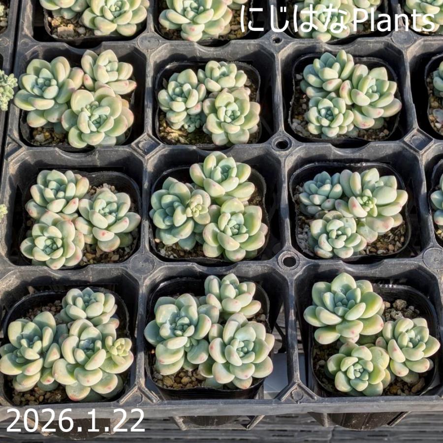 セダム クラバツム : にじはなPlants - 通販 - Yahoo!ショッピング
