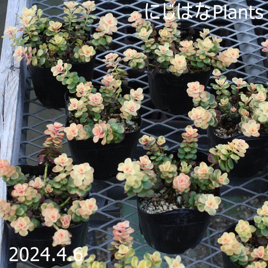 【博子様ご検討用】斑入り小型キリンソウ　1ポット 斑入り小型キリンソウ : にじはなPlants - 通販 - Yahoo!ショッピング