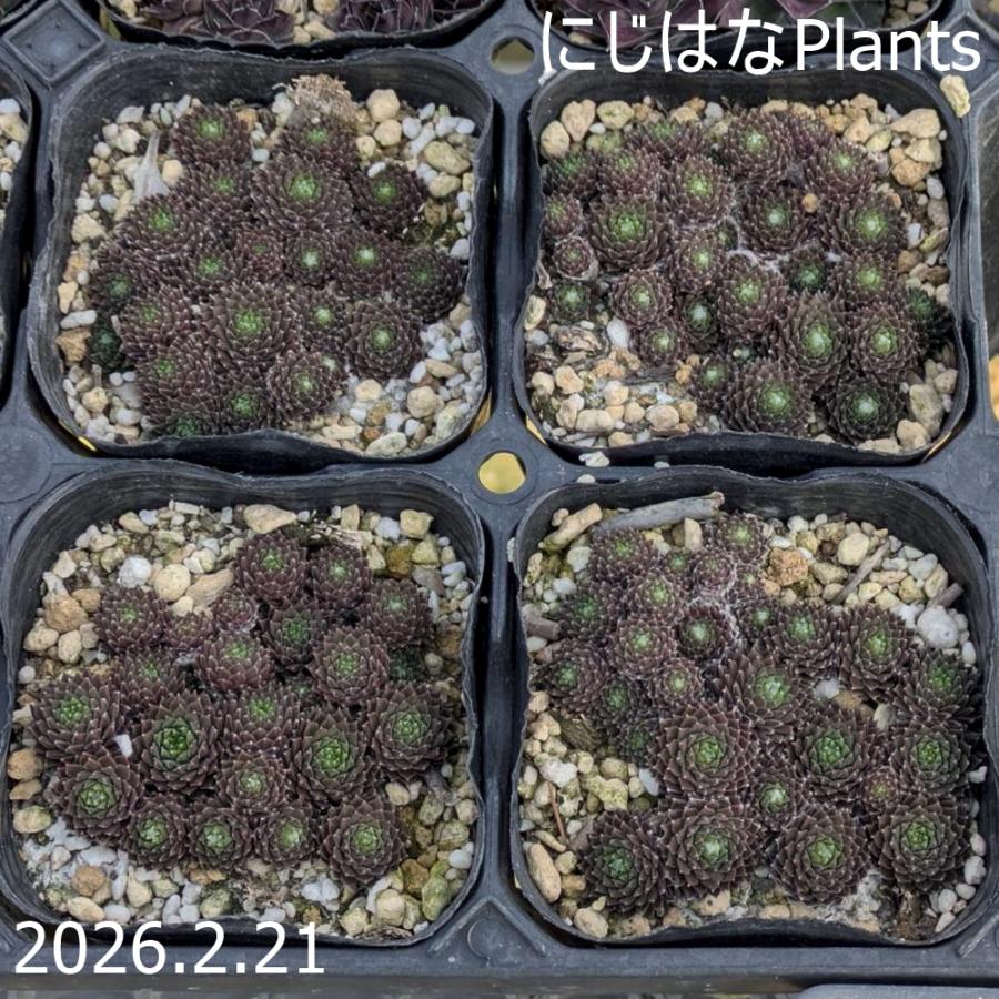 センペルビブム アラクノイディウム ブリオイデス : にじはなPlants