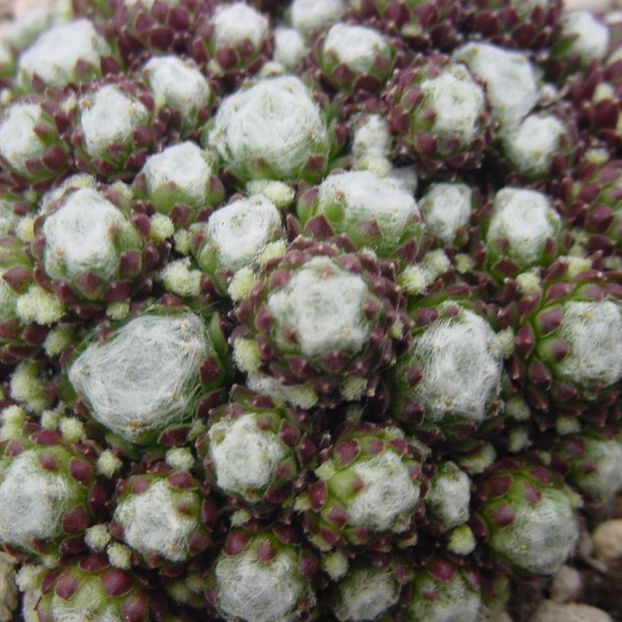 センペルビブム アラクノイディウム ブリオイデス : にじはなPlants