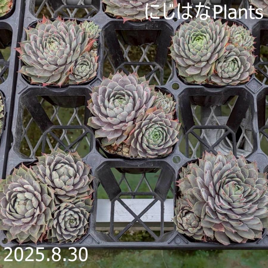 センペルビブム 'ブルーボーイ' : にじはなPlants - 通販 - Yahoo