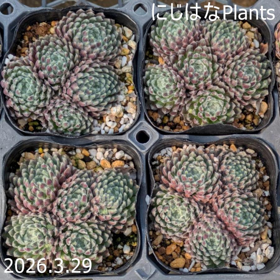 センペルビブム 'アッシェーズオブローゼス' : にじはなPlants - 通販